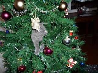 Russian Blue kitten in a christmas tree